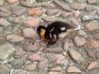 Duckling on Front Court