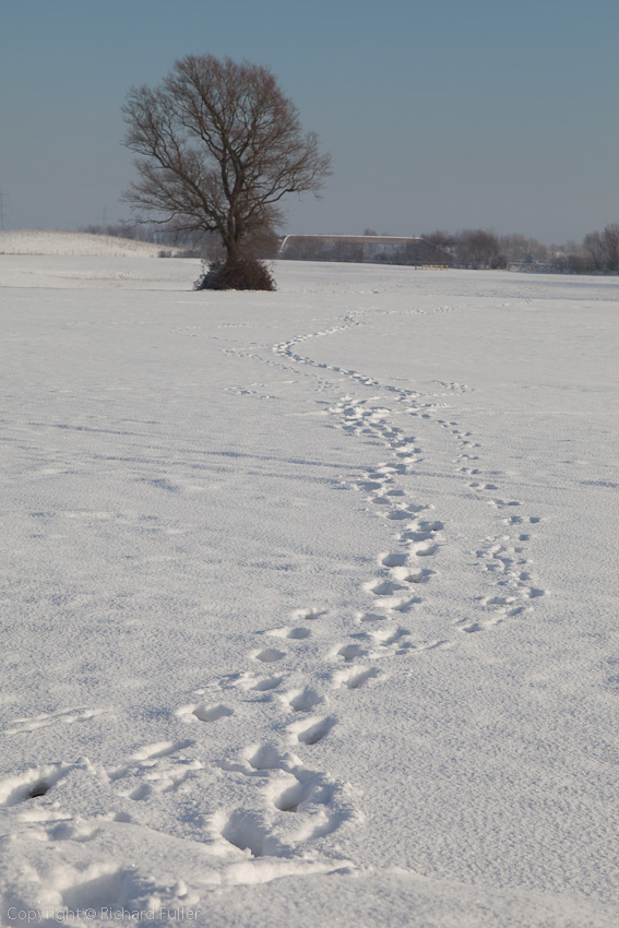 Footprints in the Snow